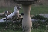 A bird standing near a bird bath