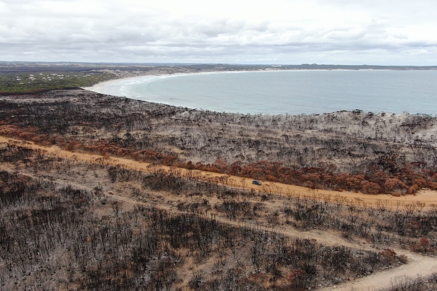 Burnt bushland in front of a bay with a town behind