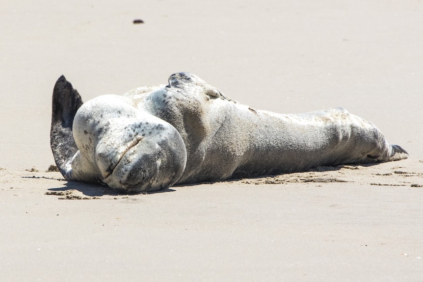 Leopard seal sunbathing