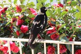 Spring marks the start of the Magpie breeding season and an increase in swooping reports around Canberra.