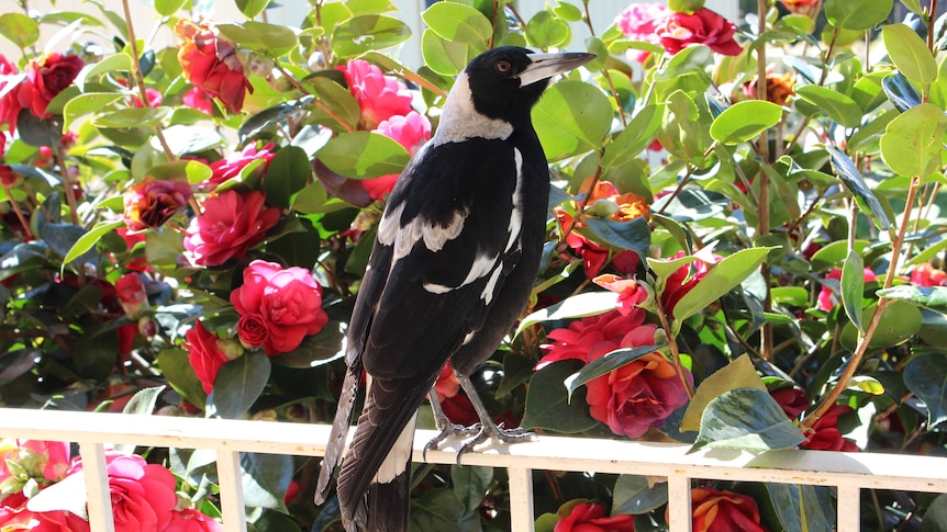 Spring marks the start of the Magpie breeding season and an increase in swooping reports around Canberra.