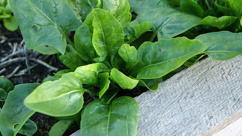 Green-leafed plant growing in vegie bed