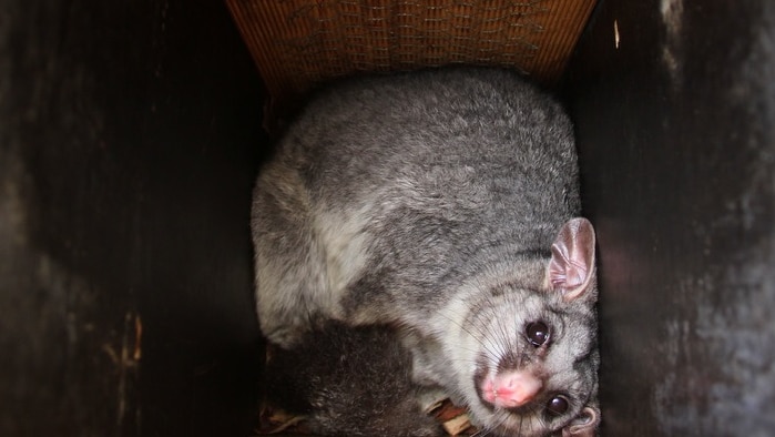 A possum in one of Simon Cherriman's nesting boxes.