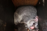 A possum in one of Simon Cherriman's nesting boxes.