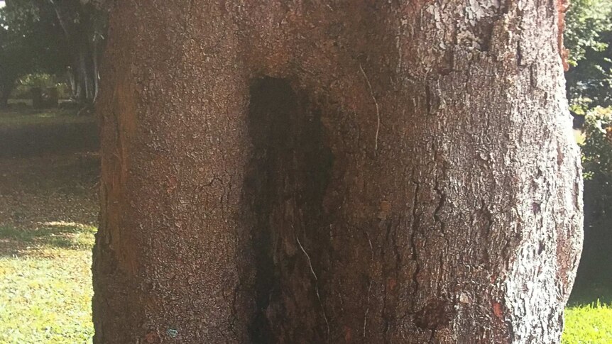 The trunk of a tree with a flat surface carved into the front.