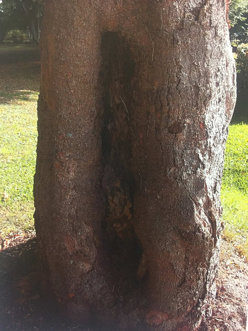 The trunk of a tree with a flat surface carved into the front.