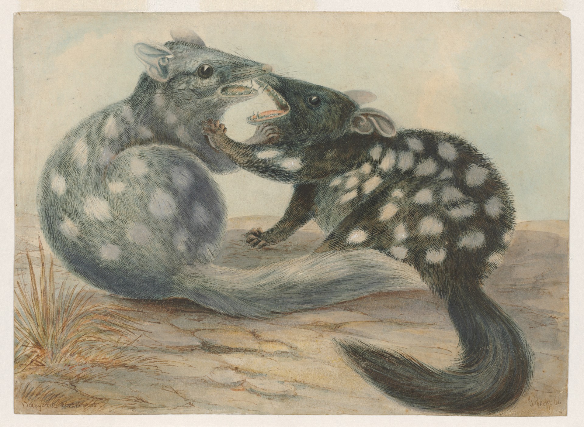 An illustration of two quolls fighting