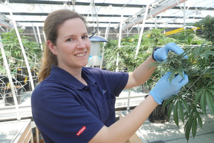 woman wearing blue latex gloves holds the flower head of a cannabis plant 