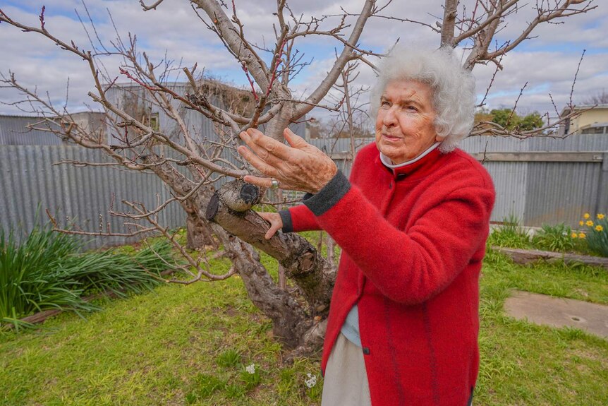 An old woman in a red coat reaches out to touch the bare branches on a tree in a green-lawned yard.
