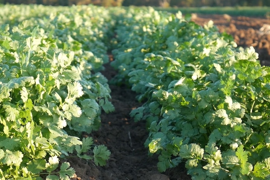 A field of a coriander crop on a farm at Boonah on Queensland's Scenic Rim.