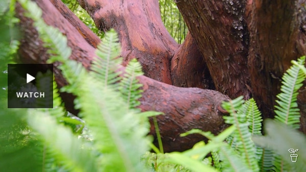 A tree with fern plants growing underneath it. Has Video.