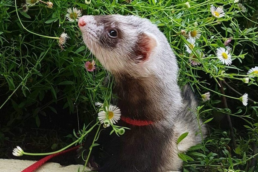A side on view of a ferret in a garden 
