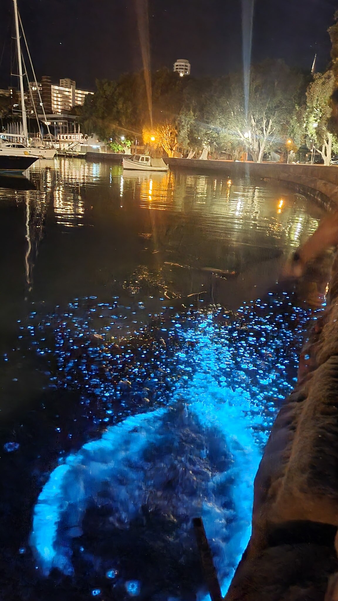 lights from phytoplankton in the water