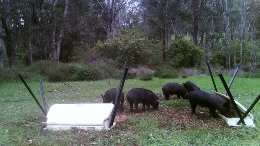 Five feral pigs feed from bait containers beside bushland.