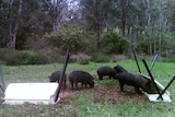 Five feral pigs feed from bait containers beside bushland.