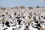 Upwards of 60,000 pelicans gather to breed at Eyre Creek