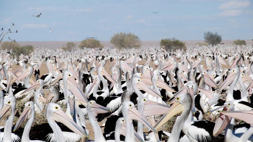 Upwards of 60,000 pelicans gather to breed at Eyre Creek