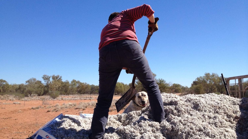 Feeding drought affected cattle with cotton seed at Windorah