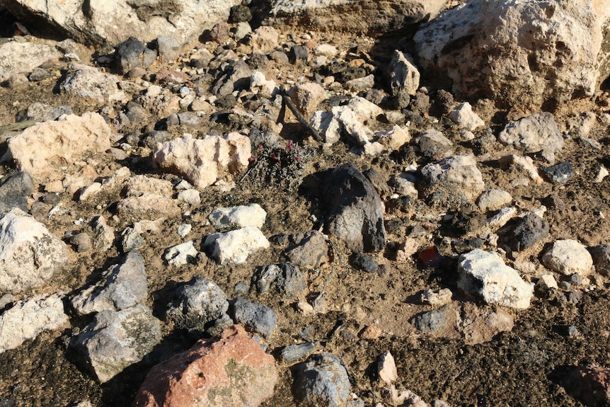 A collection of stones including some that have been blackened.