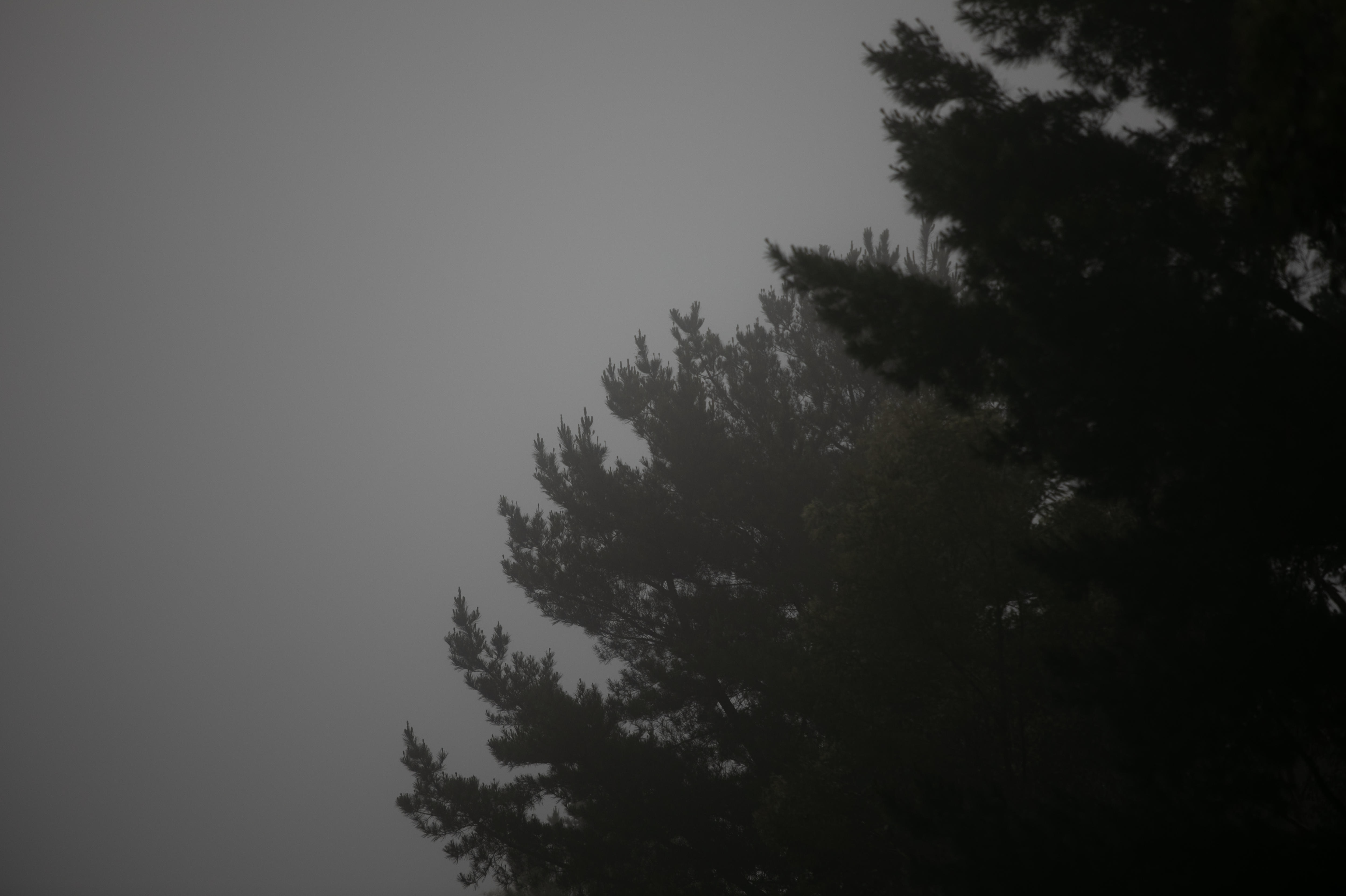 Two fir trees stand out against the grey of a foggy morning