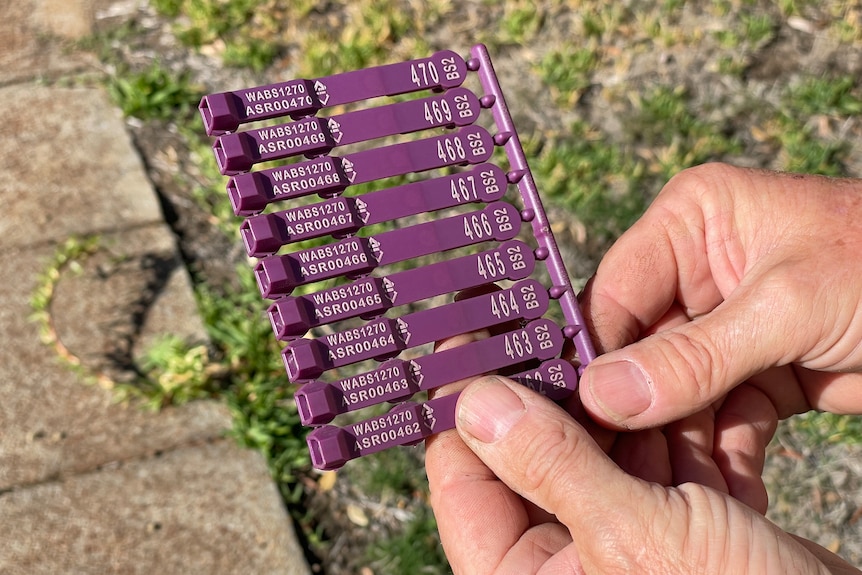 A bunch of purple tags are held up for the camera.