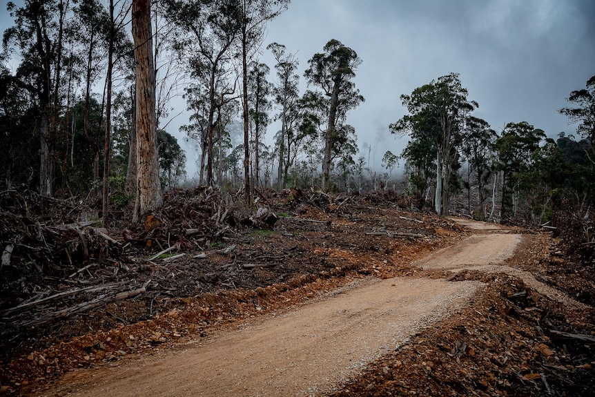 An unsealed logging road runs through a cleared section of forest. Debris from logging is scattered over the forest floor.
