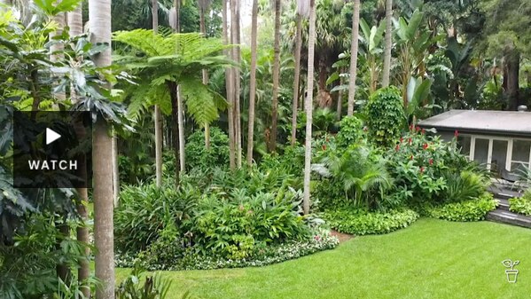 A large, green tropical garden with tall trees sourrounding a house. Has Video.