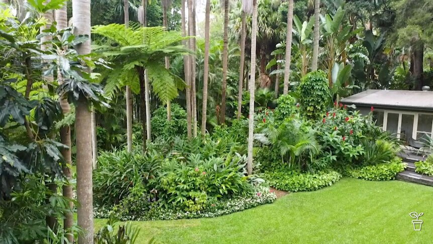 A large, green tropical garden with tall trees sourrounding a house.