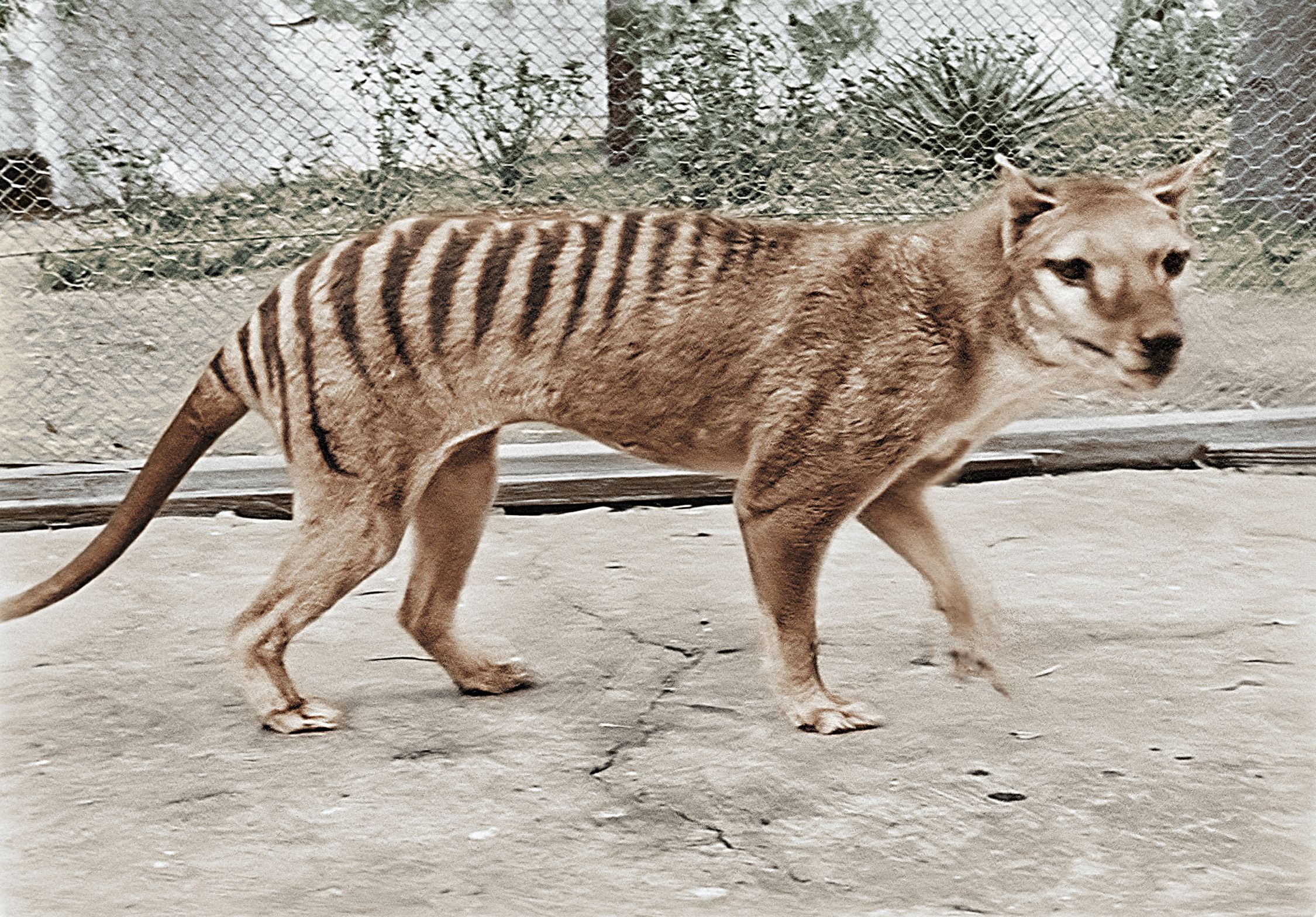 Colossal Biosciences Behind Thylacine De-extinction Effort Announces ...