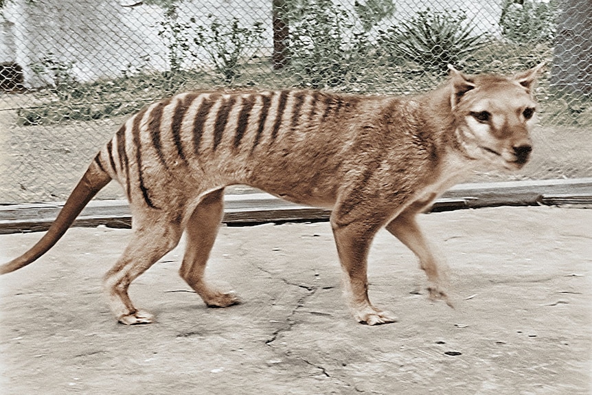 A Tasmanian tiger stands in an enclosure.