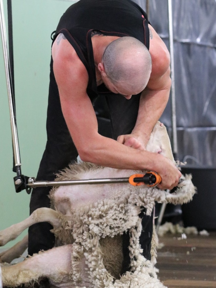 A balding man bends over and shears a sheep