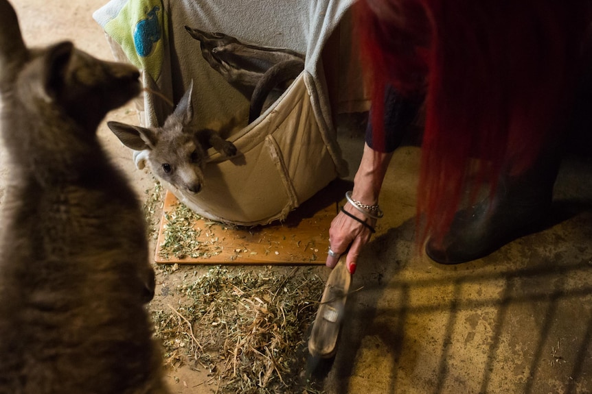 Wildlife rescuer Helen Round uses a dustpan and brush to sweep up grass from the floor of her living room as two joeys look on.