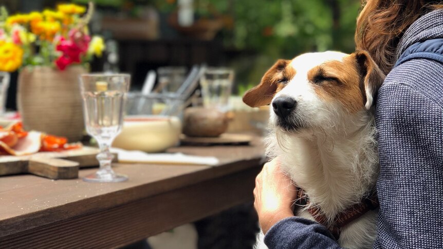 a small dog, maybe a terrier, sits on the lap of its female owner at a cafe. looking very comfortable. 