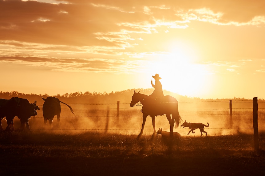 A horsewoman in a dusty paddock, silhouetted by the low sun.