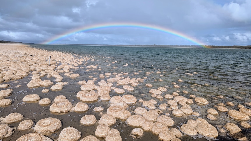 thrombolites in water with rainbow on horizon