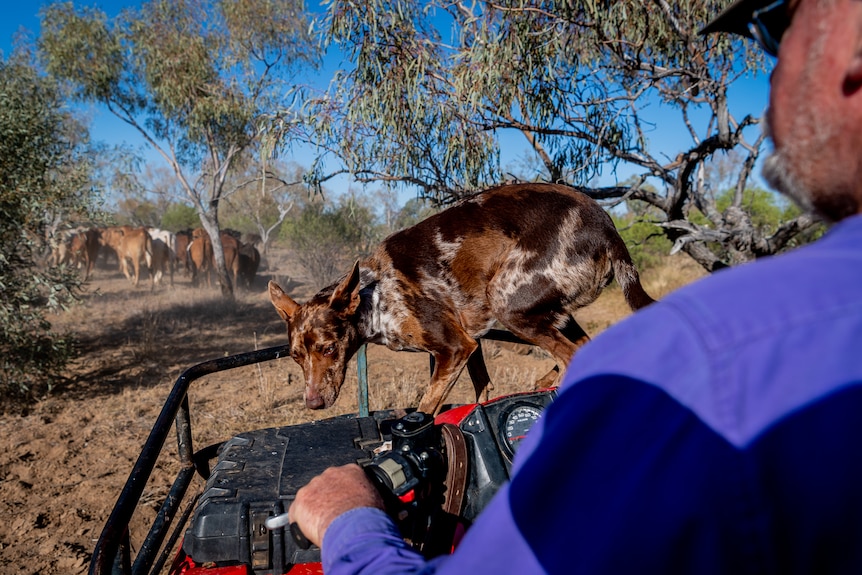 Over Angus Emmott's shoulder we can see a farm dog on the front of a quadbike, with cattle amid gumtrees ahead.