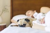 Pug dog lies in bed with woman asleep for a story about whether you should let your pets sleep in bed with you.