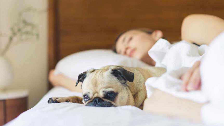 Pug dog lies in bed with woman asleep for a story about whether you should let your pets sleep in bed with you.