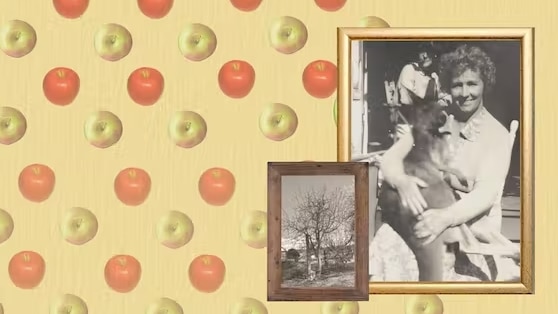 Two framed photos of a woman and an apple tree sit atop a background of red and green apples