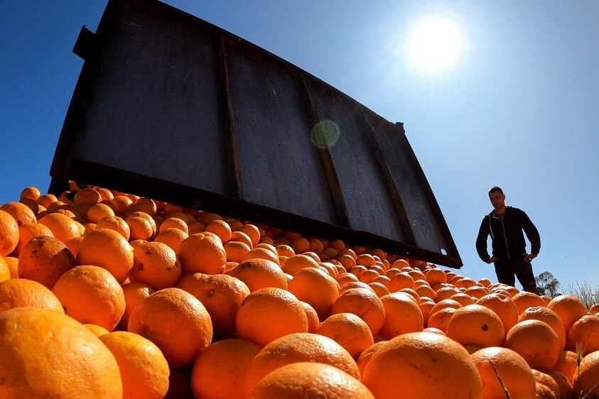 Low shot of oranges being dumped with a worker in the background.