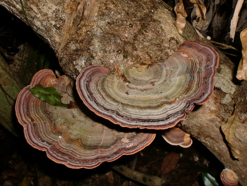 A large fungi growing on a tree.