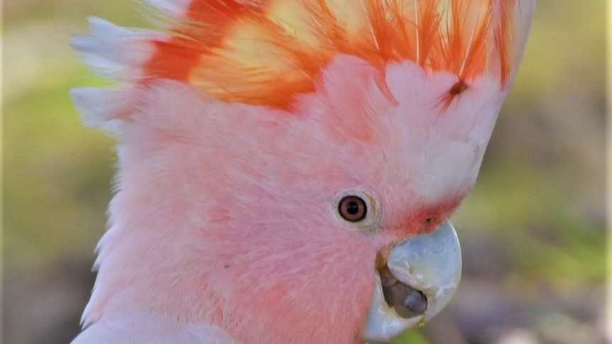 Major Mitchell's Cockatoo