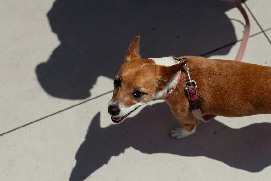 A brown and white dog with a pink lead looks up at the camera