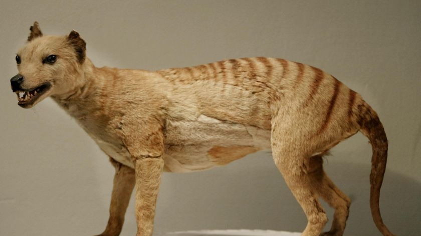 Tasmanian Tigers (above) may have been actively hunted to extinction by dingos.