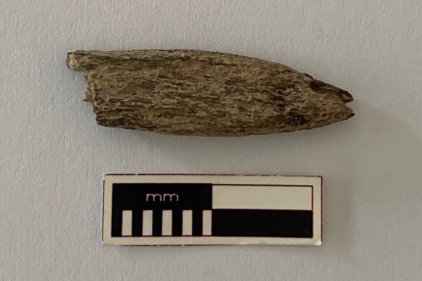 Un artefact en os qui ressemble à du bois placé près d'une carte à mesurer pour montrer sa taille.