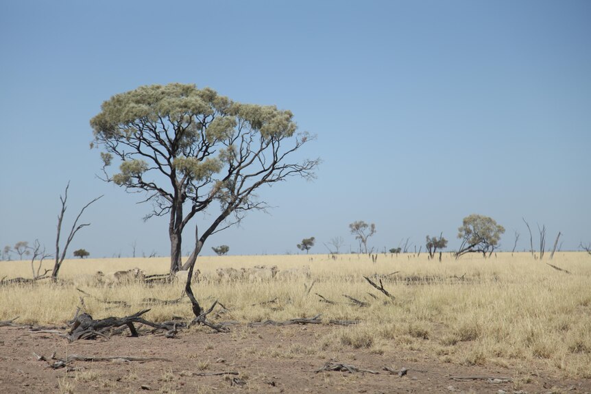 A herd of sheep gather underneath a green tree on a dry grassy outback landscape.