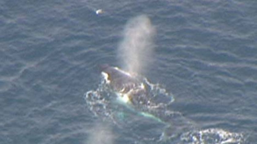 The whales, believed to be humpbacks were spotted five kilometres off Rye.