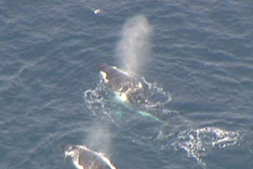 The whales, believed to be humpbacks were spotted five kilometres off Rye.