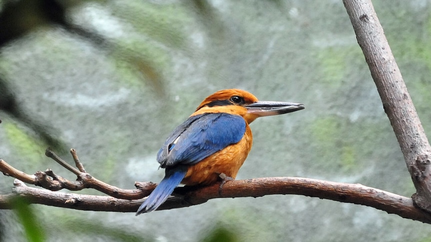 a blue and orange bird sits on a branch