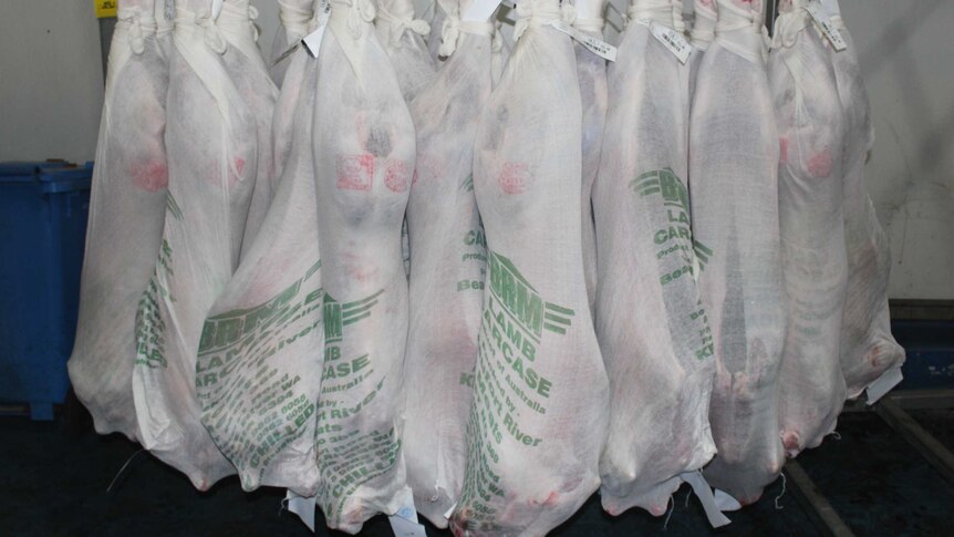 Lamb carcasses wrapped in protective socks hang from a rack